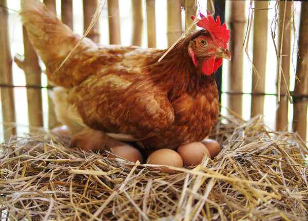 Why did my chicken lay an egg without a shell?" Many chicken keepers ask that question. Here's what you need to know.