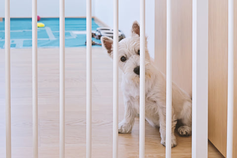 How to Create A Stimulating Indoor Dog Playroom For Your Pet