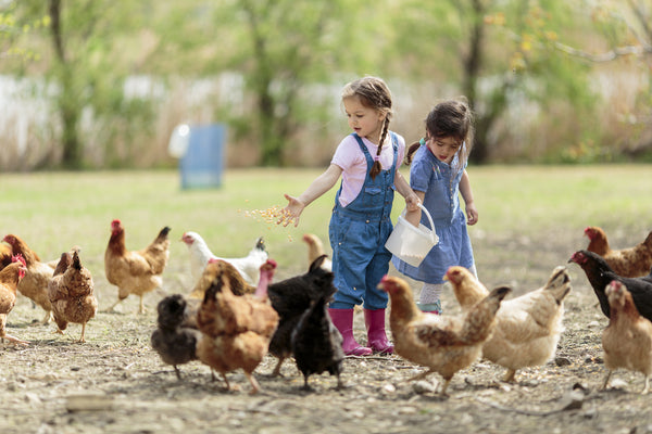 There are many types of chicken feed to choose from. Here's how to choose the right one for your flock.