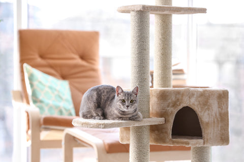 How to fix cat scratched furniture - Growing Spaces