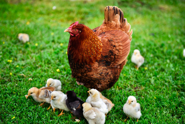 Main native Italian chicken breeds. Reproduced with permission from