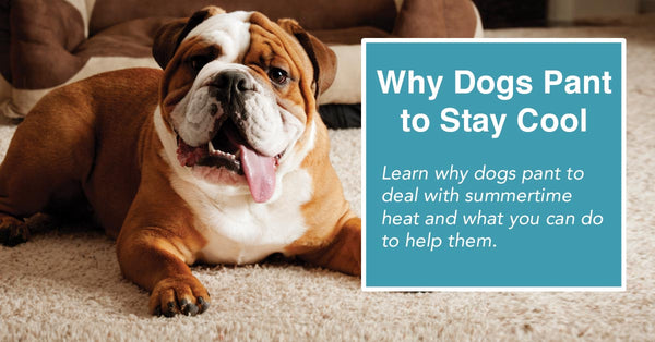 Why dogs pant to stay cool