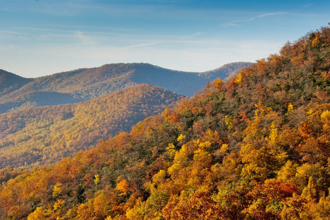 Autumn leaves in Blue Ridge Mountains, Asheville, NC