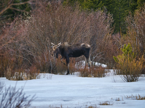 Guide to Rocky Mountain National Park Trips