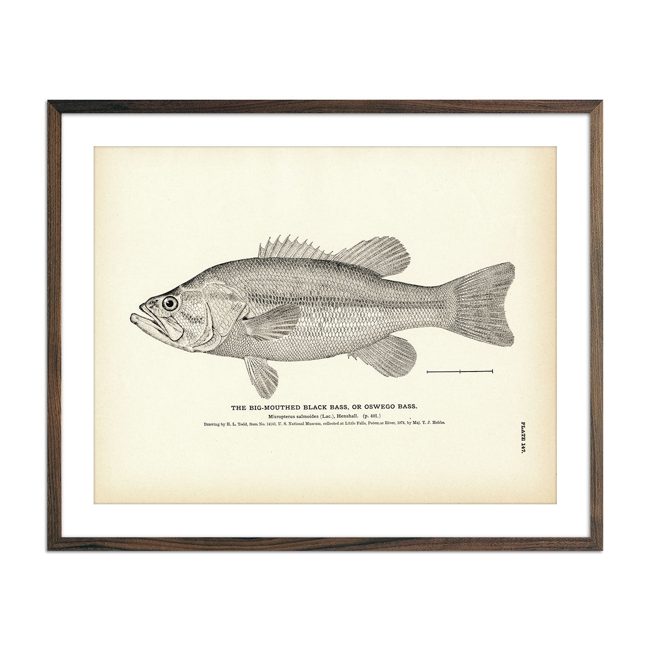 Big Mouthed Black Bass Oswego Bass 1884 Fine Art Paper Print