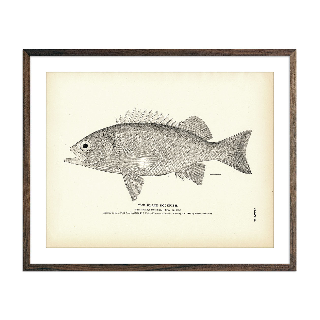 Set of Four Trout Fish Prints With Black Frame - Woodwaves