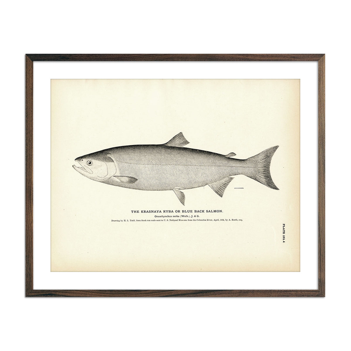 Blue Back Salmon (Krasnaya Ryba) - 1884 Fine Art Paper Print 8.5x11 ...