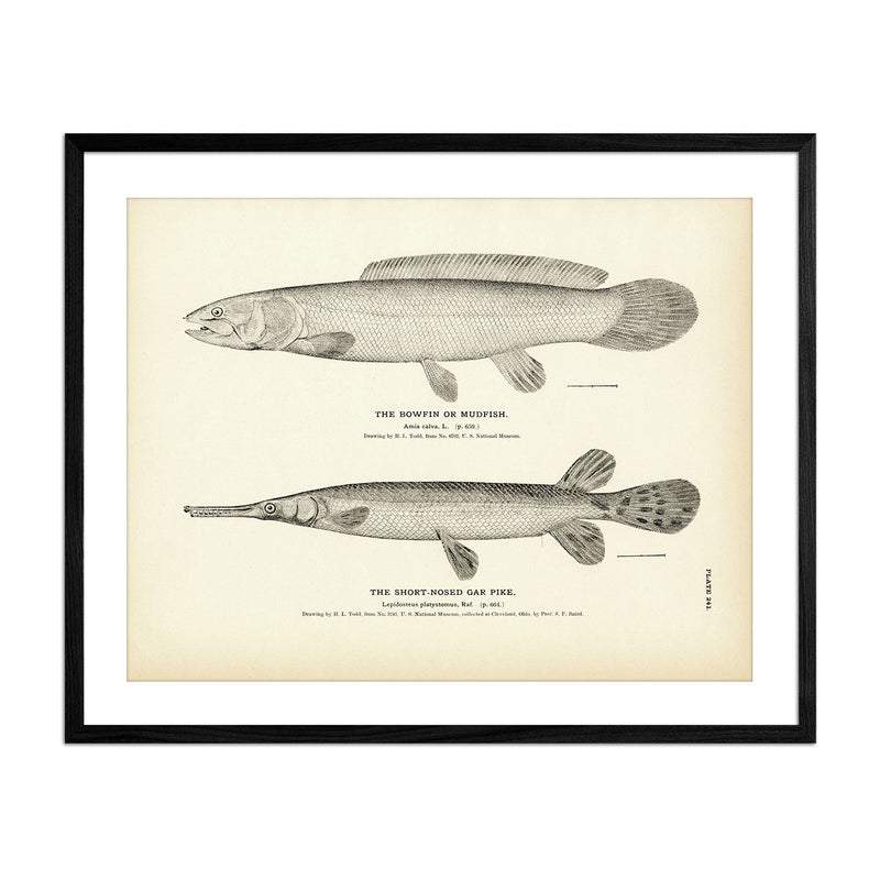 https://cdn.shopify.com/s/files/1/0272/4781/products/Bowfin-Gar-Pike-241-black_800x.jpg?v=1573075542