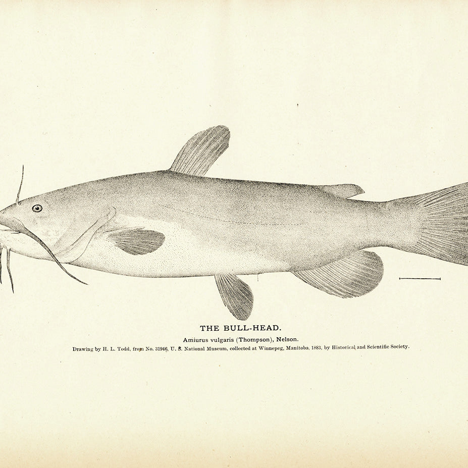 Bull-Head and Catfish - 1884 Print