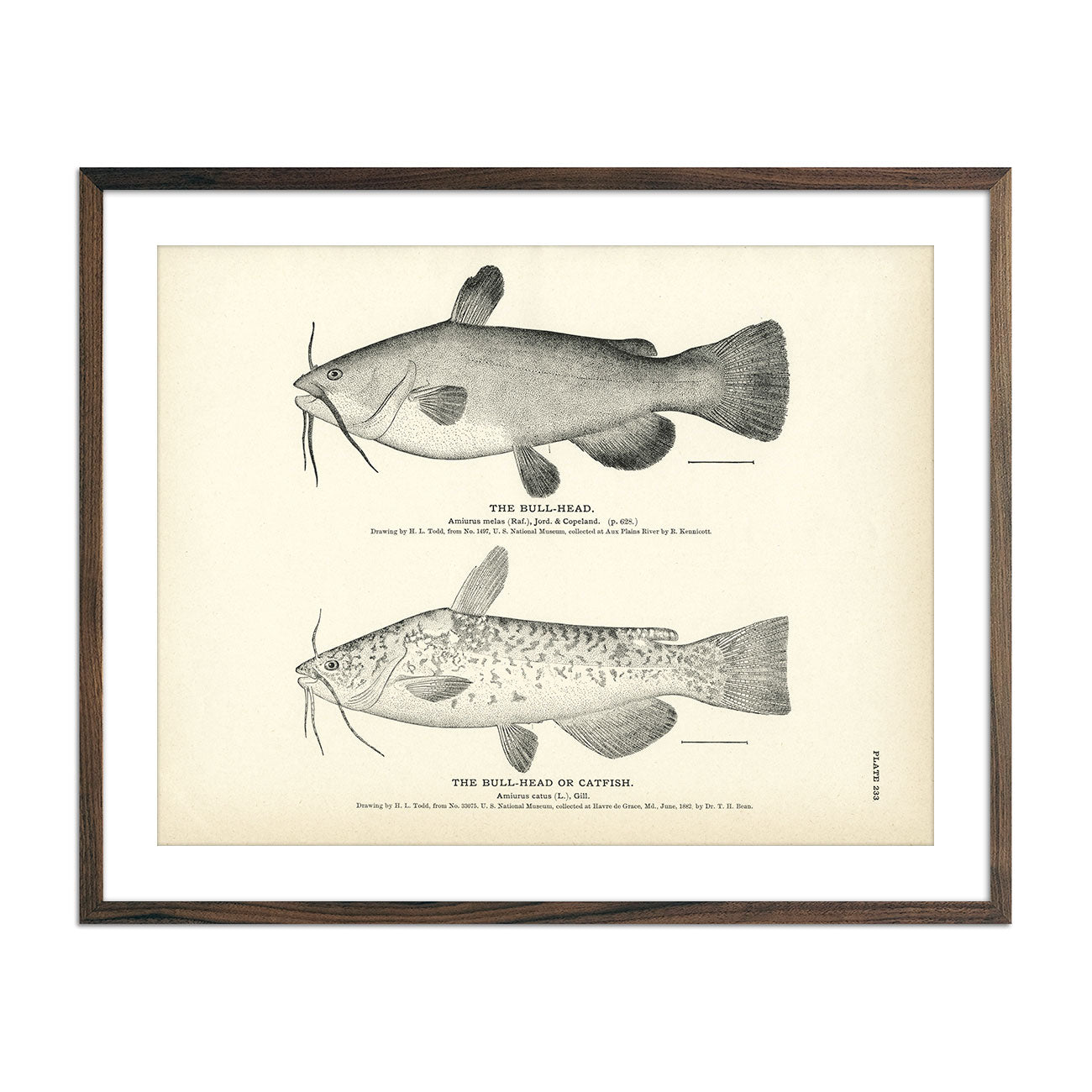 Common Catfish (Wolf-Fish) and Spotted Catfish - 1884 Print