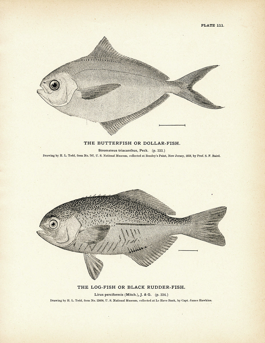 Butterfish Dollar Fish And Log Fish Black Rudder Fish 14 Fine Art Paper Print 8 5x11 Inch Muir Way