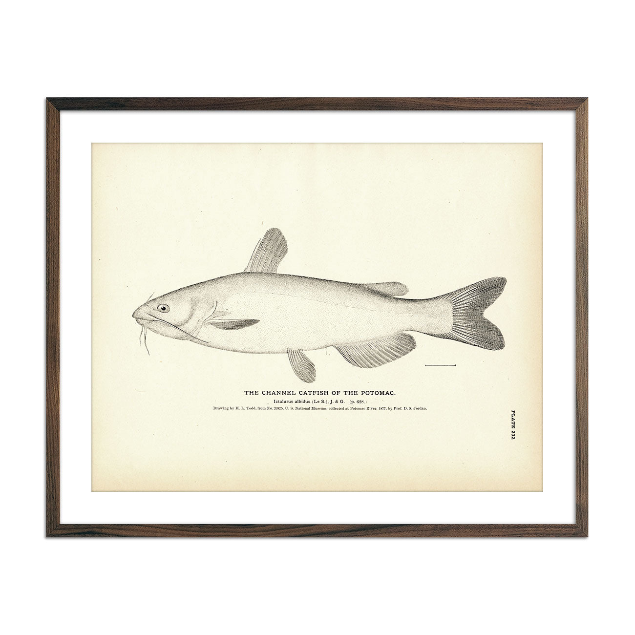 Black-Spotted Trout - 1884 Print