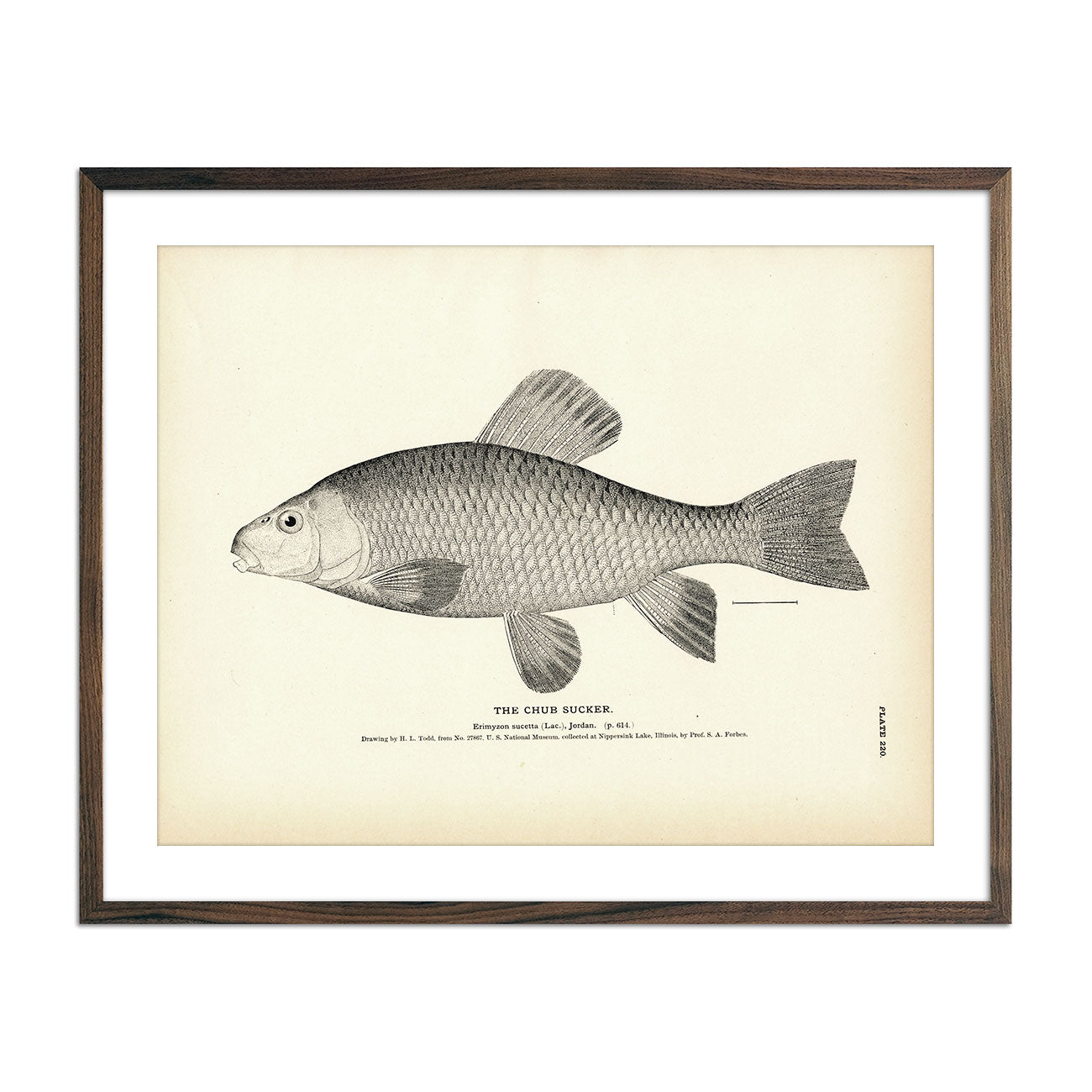 Mackerel and Chub Mackerel (Thimble-Eye) - 1884 Print