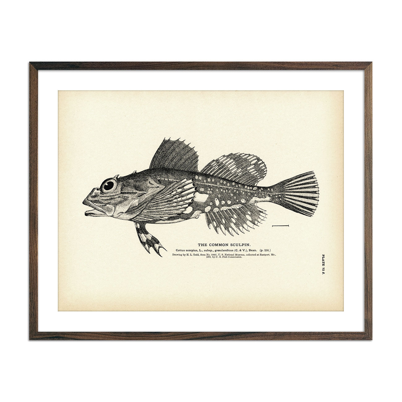 Vintage Common Sculpin print