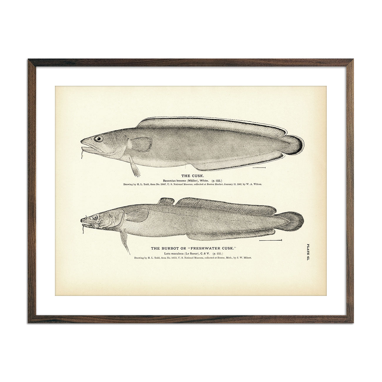 Cusk And Burbot Freshwater Cusk 14 Fine Art Paper Print 8 5x11 Inch Muir Way