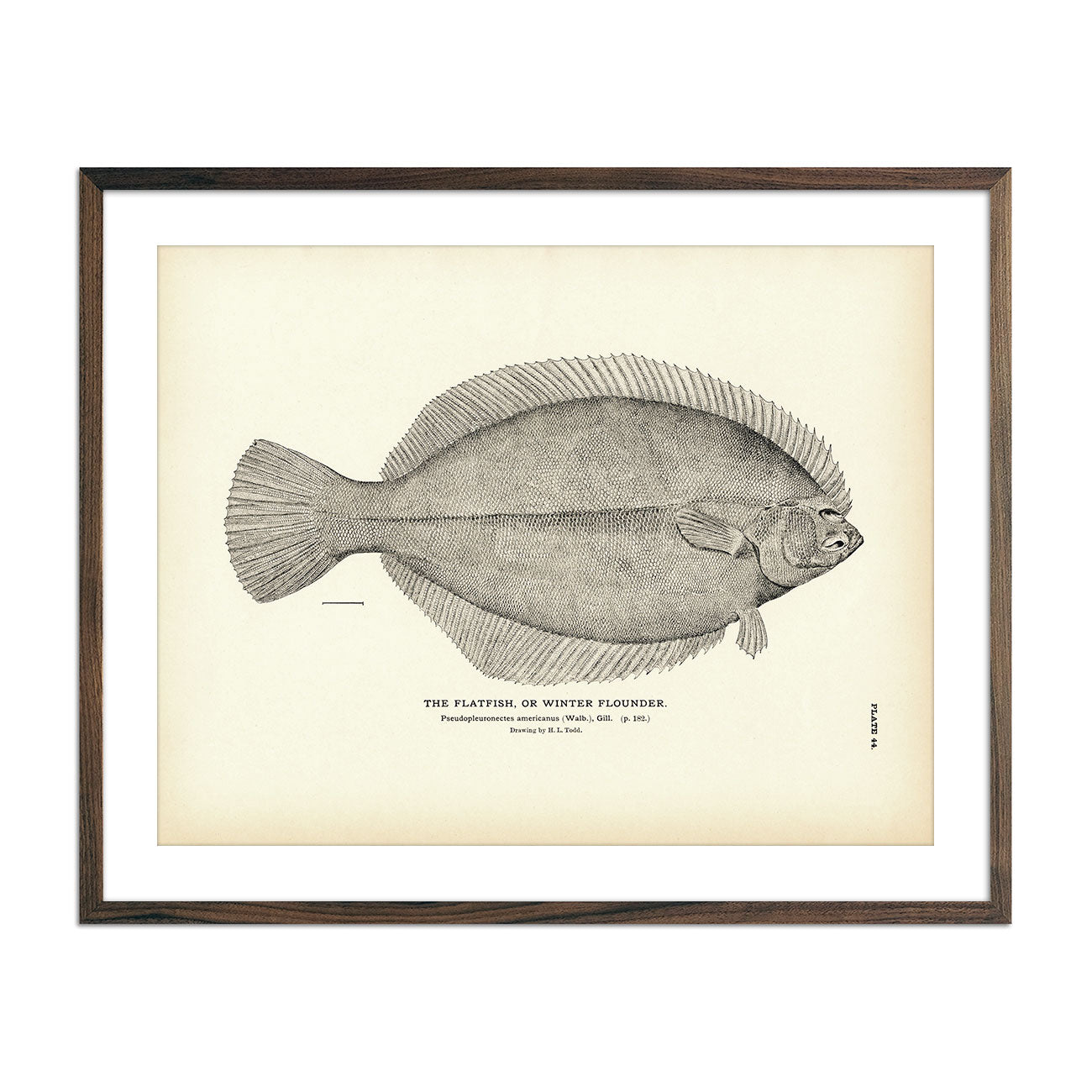 Atherestes Flounder Art Print