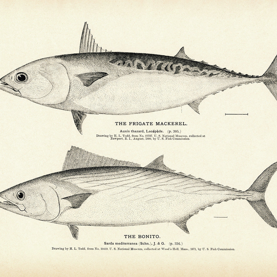 Spanish Mackerel - 1884 Print