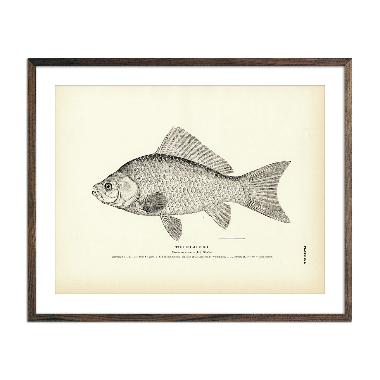 Pilot-Fish - 1884 Print