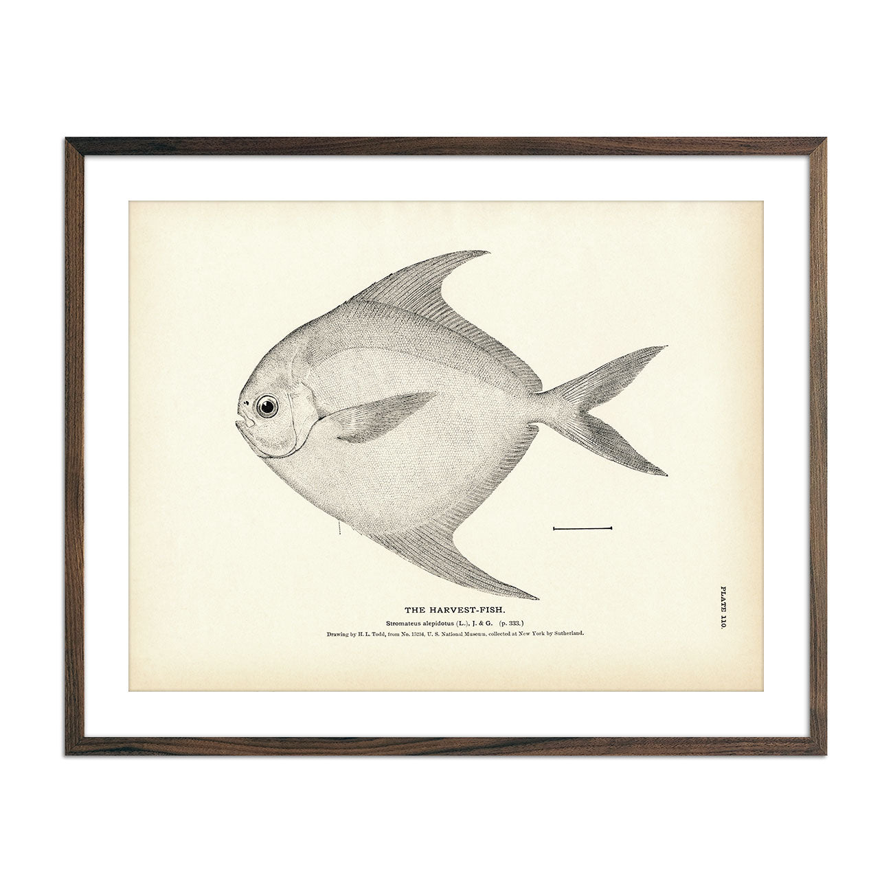 Flying Fish - Framed Quill & Ink Fine Art Print 11x14 (100 Editions) -  Studio Abachar