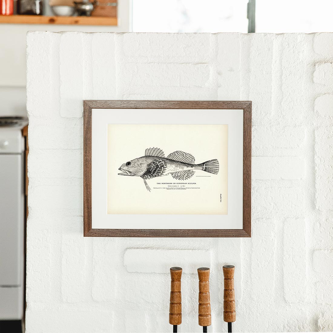 Common Sculpin - 1884 Print