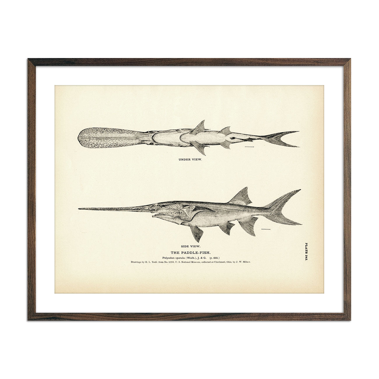 Antiguos Maps Big Game Fish in the USA, Illustrated Pictorial Fishing Art  Print circa 1936, Vintage Poster Wall Decor