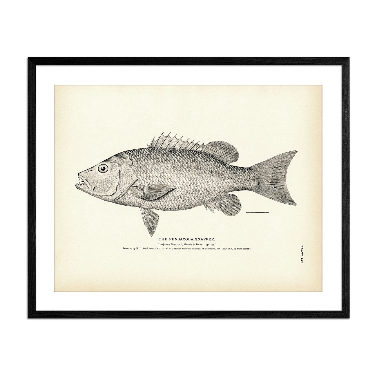 Mangrove Snapper - 1884 Print