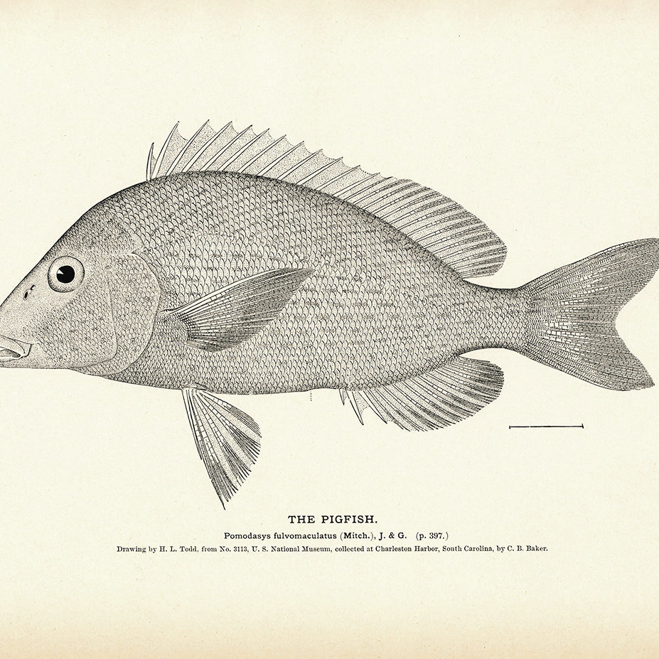 Hogfish (Capitaine) - 1884 Print