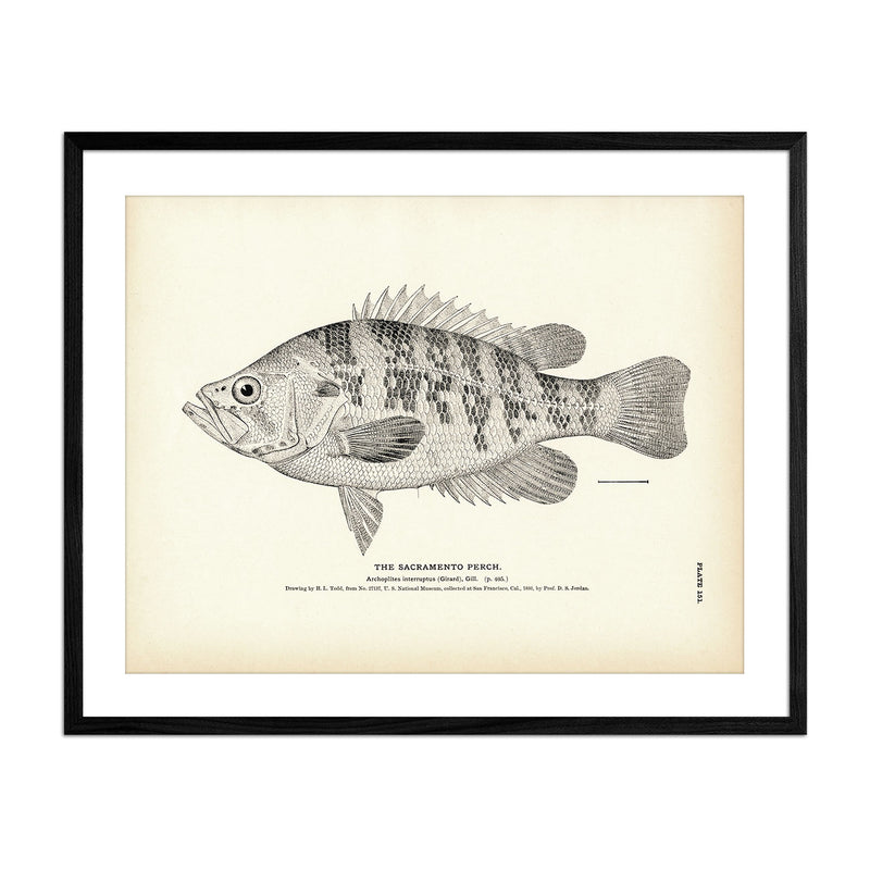 White Bass - 1884 Print