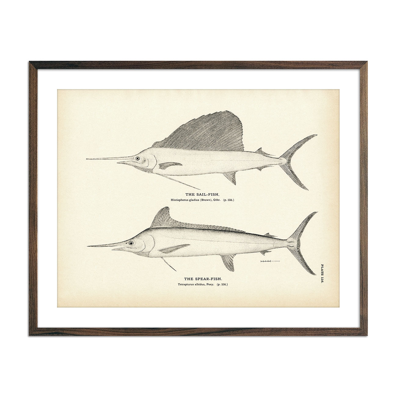 Cero (Kingfish) and Spotted Cero - 1884 Print | Muir Way