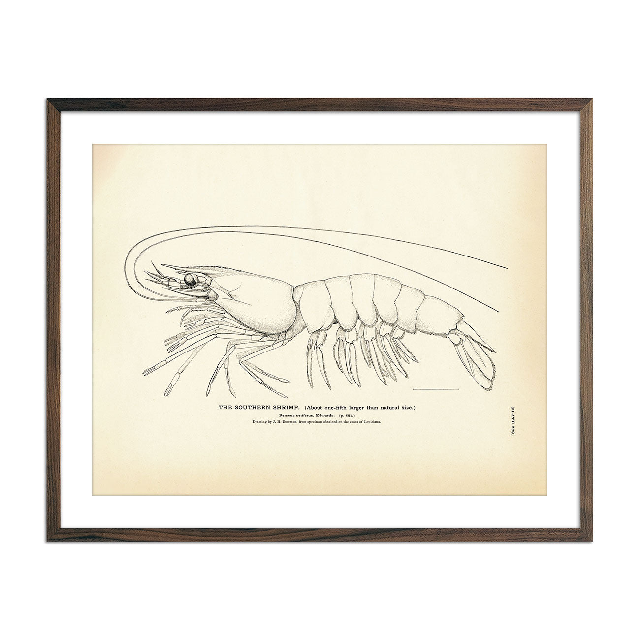 Vintage Southern Shrimp fish print