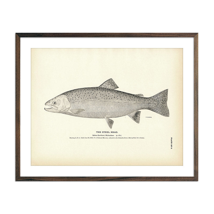 Vintage Steel Head Fish Print