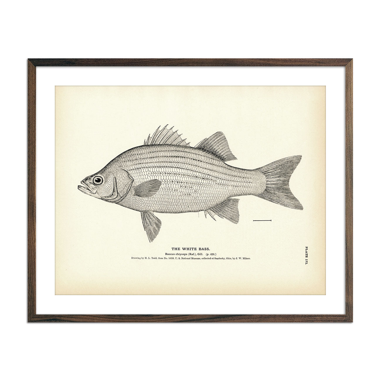 Sea Bass - 1884 Print