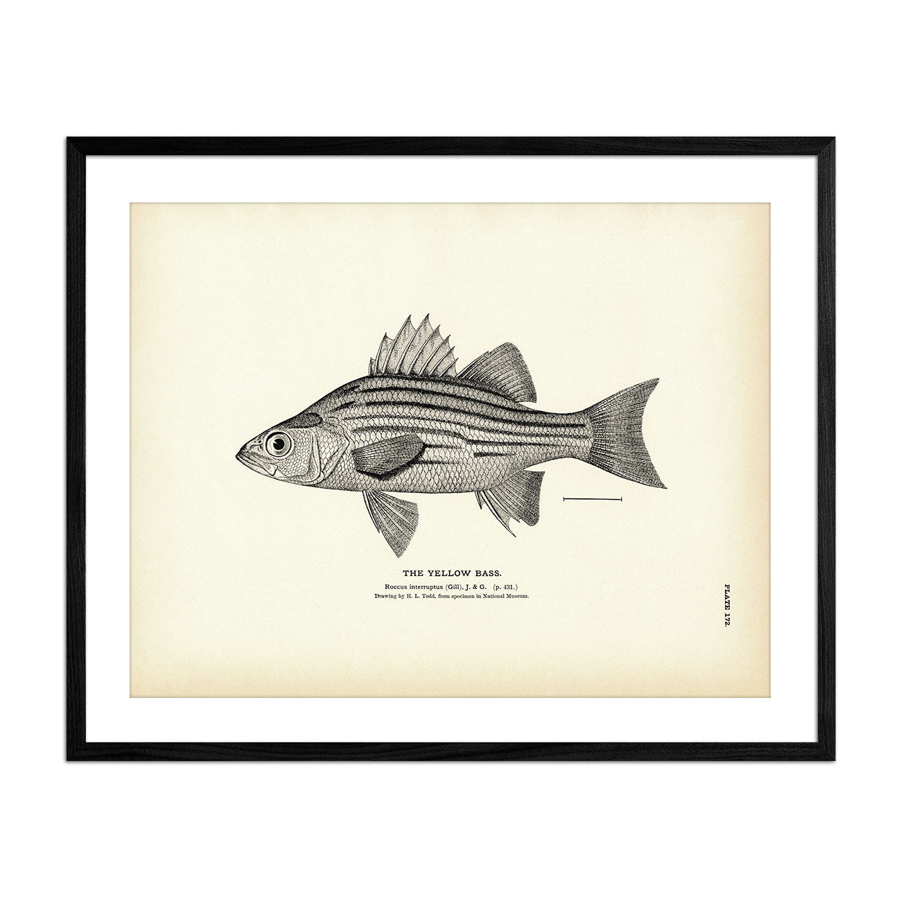 Yellow-Backed Rockfish - 1884 Print