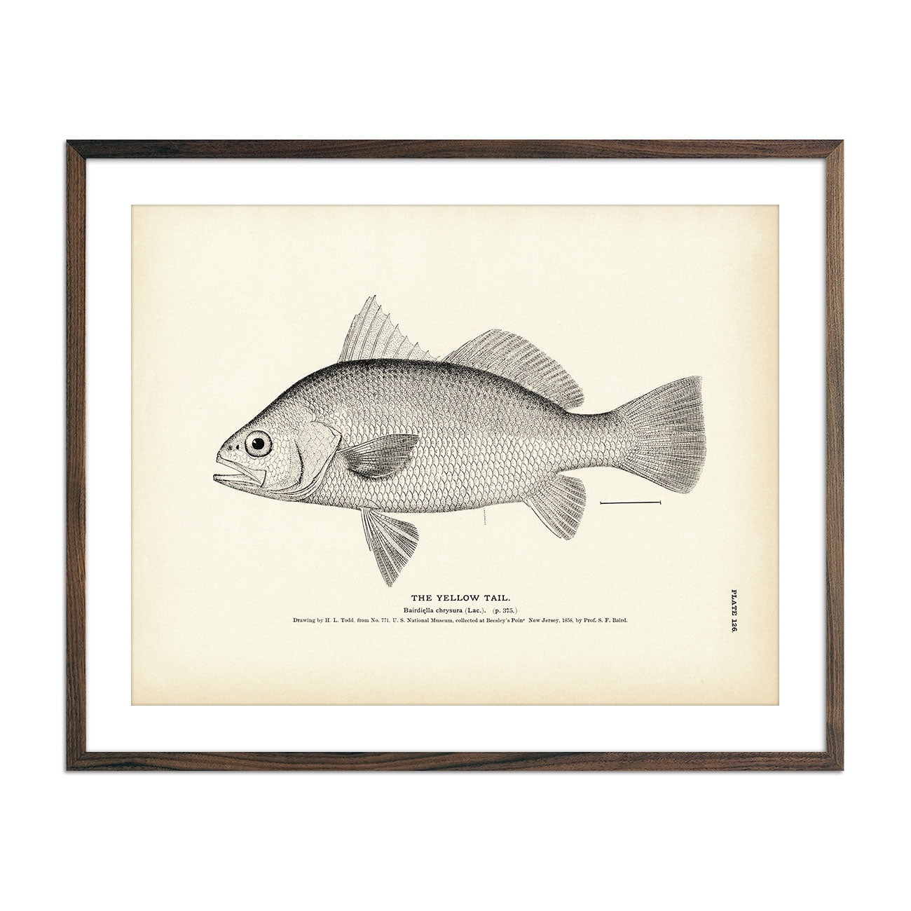 Yellow Perch - 1884 Print