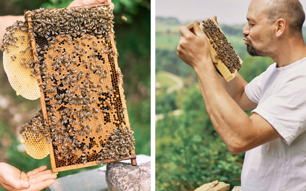 Closeup von Bienen und ein Portrait von David mit einer Honigwabe