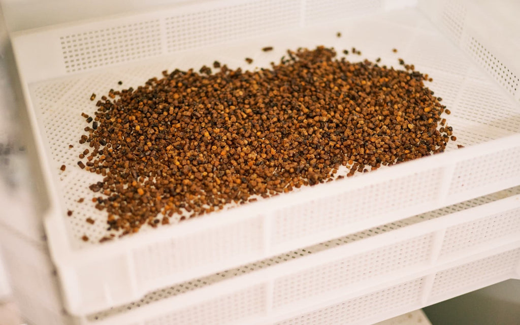 Bienenbrot wird nach dem mühsamen sortieren & säubern schonend getrocknet