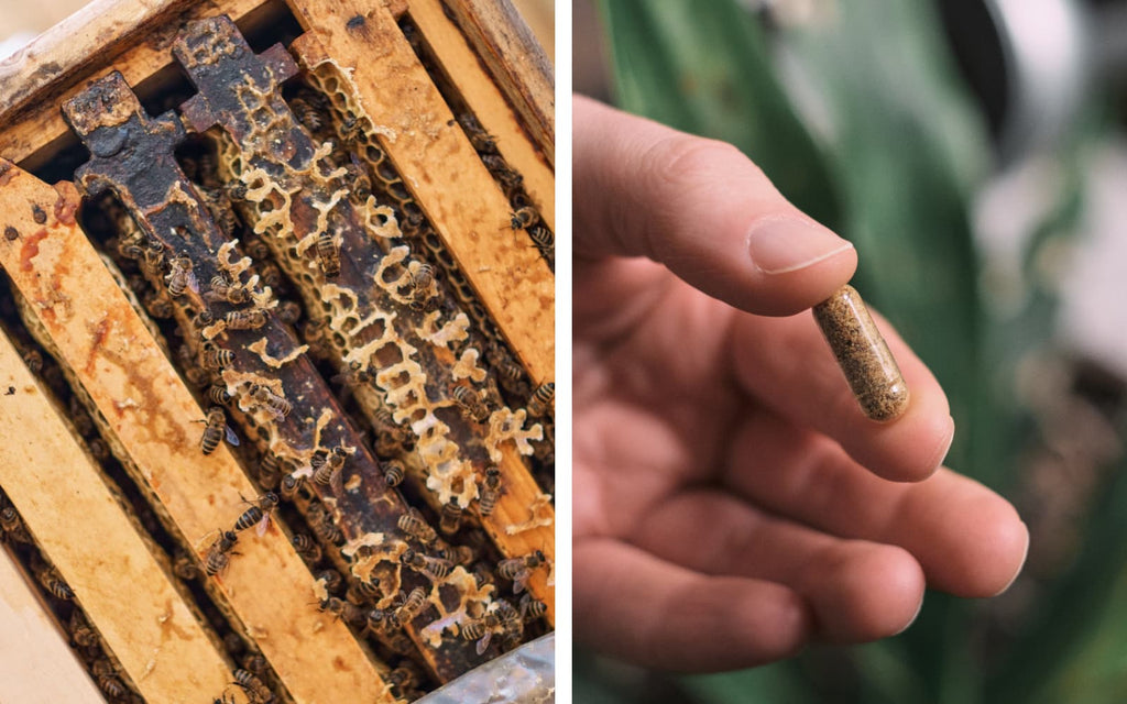 Bienen verwenden Propolis um Infektionen und Pilze draußen zu halten