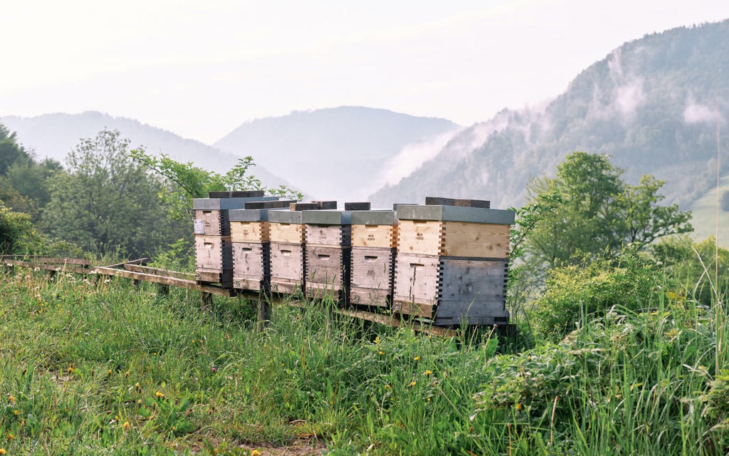 Einer unserer Standorte mitten in der Natur, perfekt für die Bienenbrot und Propolis Ernte