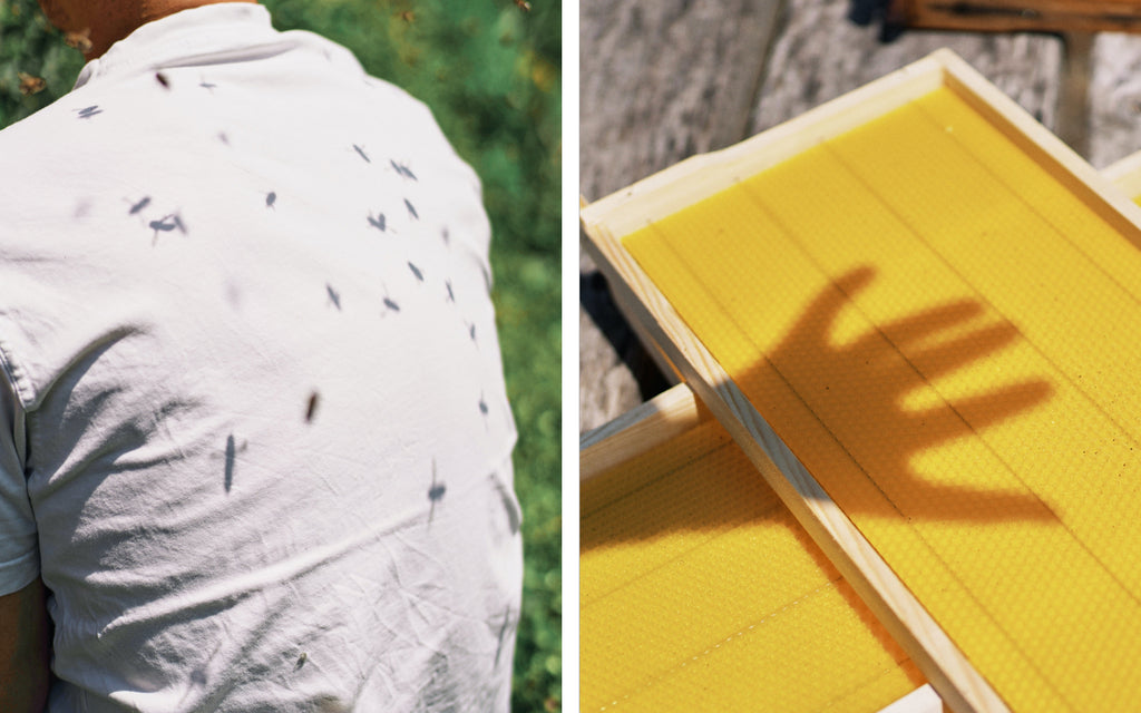 Der Schatten der Bienen auf dem Rücken des Imkers und eine frisch gepresste Honigplatte mit dem Schatten einer Hand