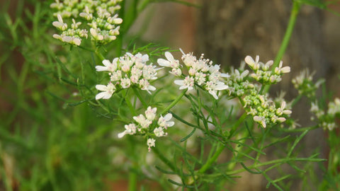 blog coriander flower