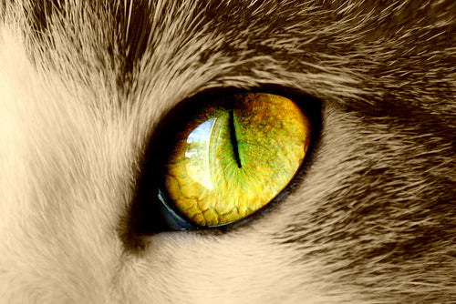 Cat's Eye