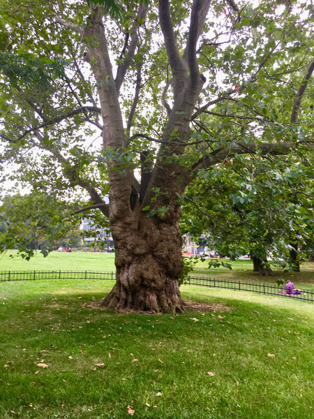 Burl Tree