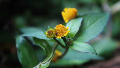 CREMA CORPO ACMELLA OLERACEA