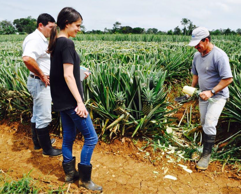 Me touring a fair trade pineapple farm in Costa Rica in 2015