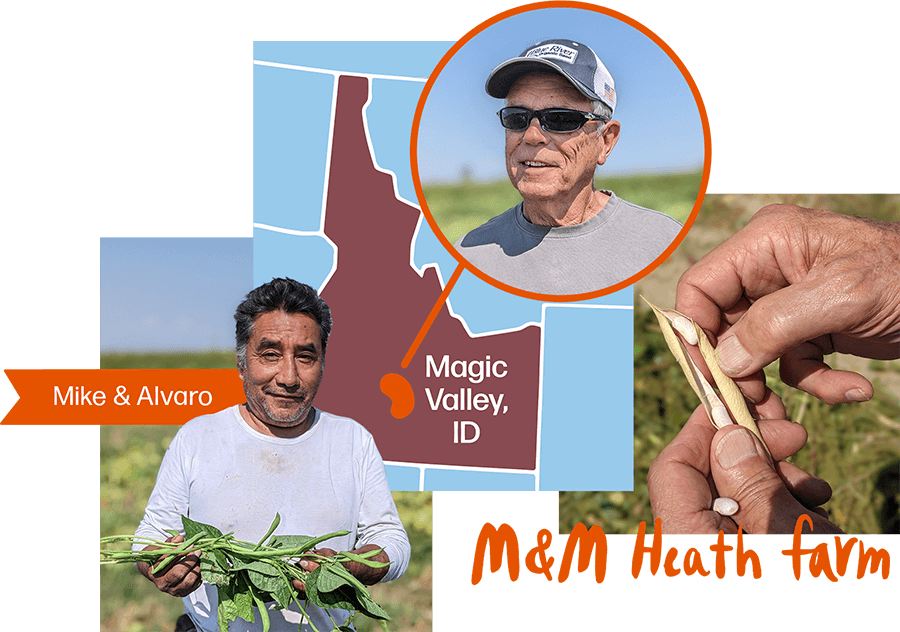 Bean farm in Minnesota, USA