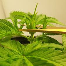 cannabis fiming - Grow Weed Easy