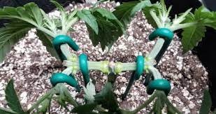 cannabis high stress training - I Love Growing Marijuana