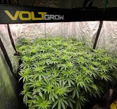 cannabis sea of green Volta Systems