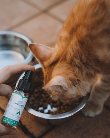 CBD for pets