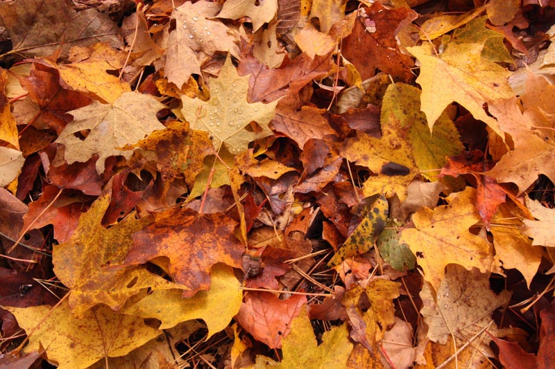 sustainable-fall-leaves